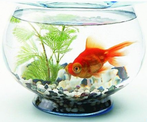 feng shui fish tank
