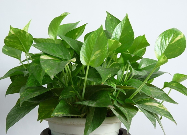 Money plant
