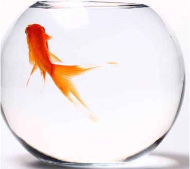 feng shui tips for fish tank shape