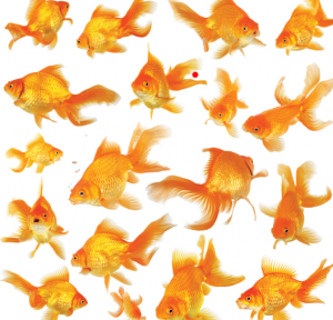 feng shui tips for lucky number of fish