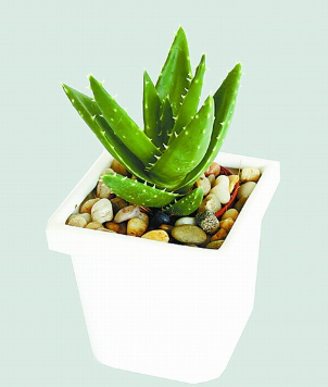 feng shui plant for prosperity aloe
