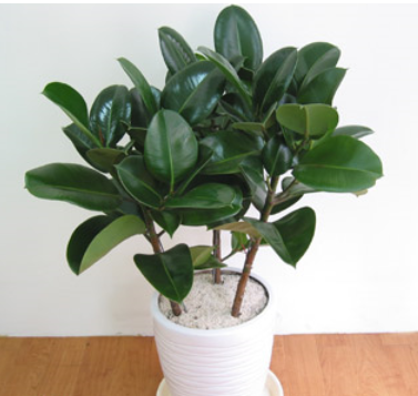 feng shui plant for prosperity