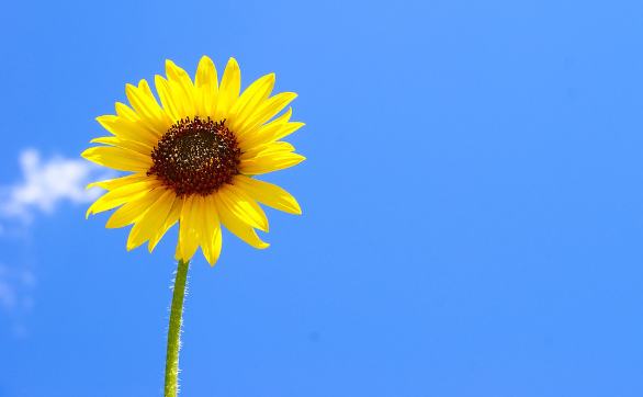 feng-shui-art-picture-in-bedroom